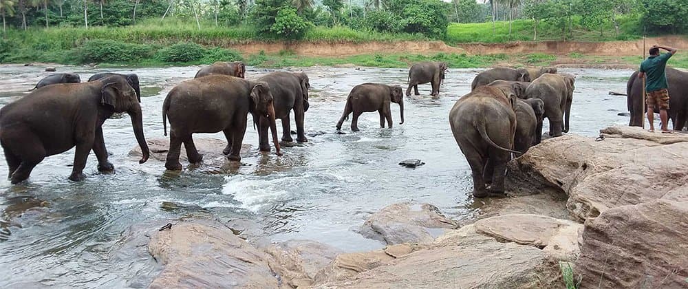 Aversive Geofencing Technology to Mitigate Human-elephant Conflict