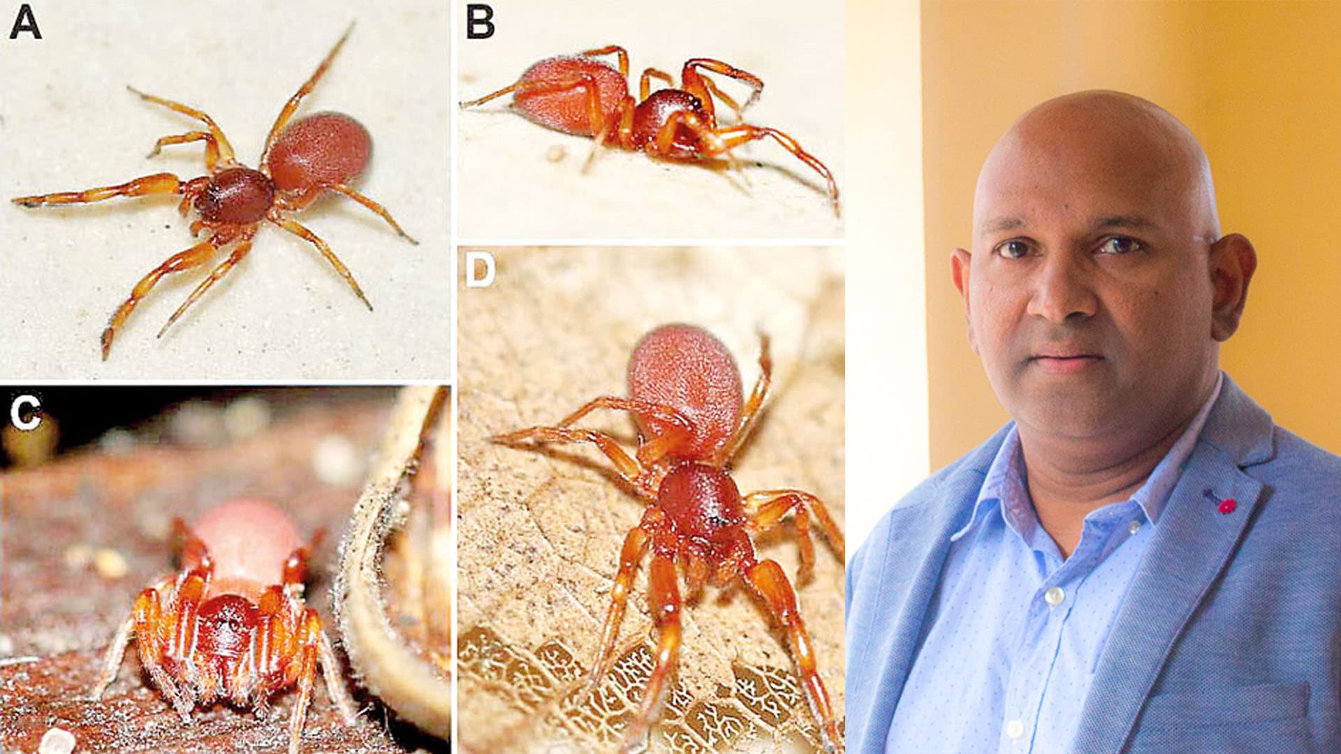 New spiders named after ‘Village in the Jungle’ characters