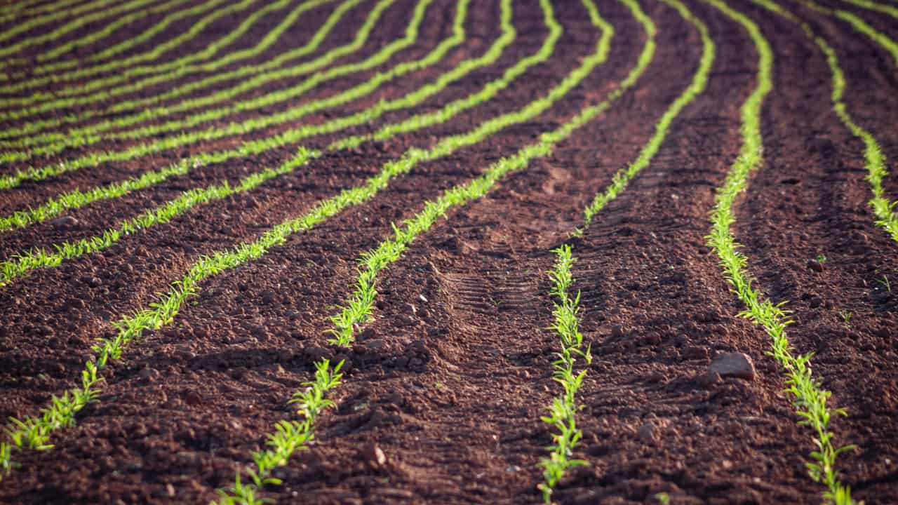 Center for Advanced Research on Nitrogen Management in Agriculture (CARNMA)