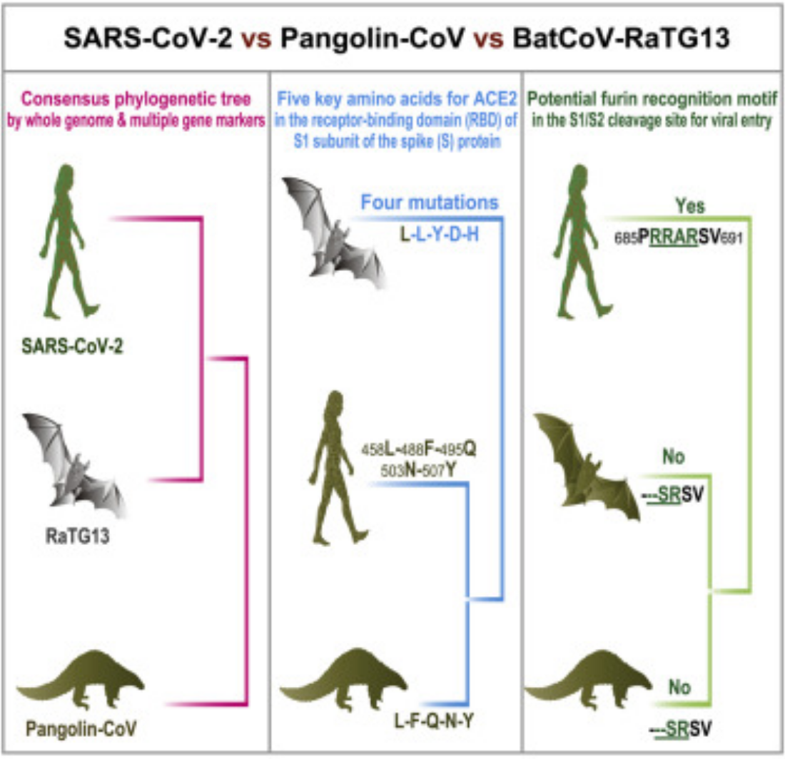 Figure2: Graphical abstract of probable Pangolin Origin of SARS-CoV-2 Associated with the COVID-19 Outbreak (https://www.sciencedirect.com/science/article/pii/S0960982220303602- 18 May 2020)