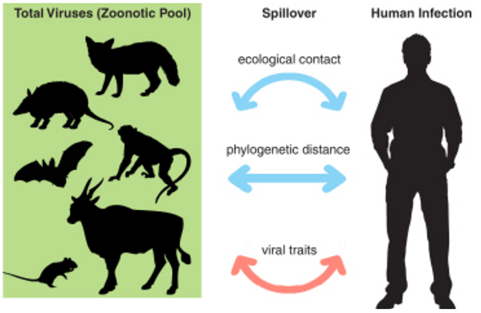 Figure 1: Factors that drive species spill over