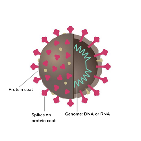 Coronavirus Structure